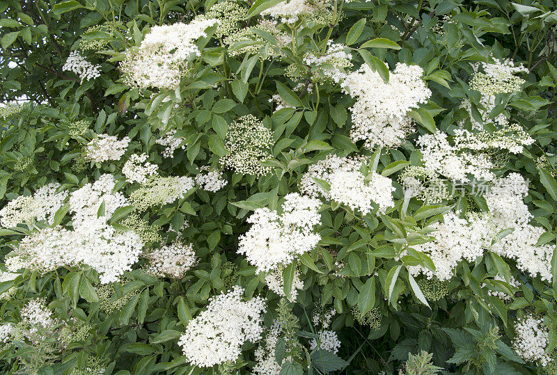 普通接骨木(sambuus nigra)开花